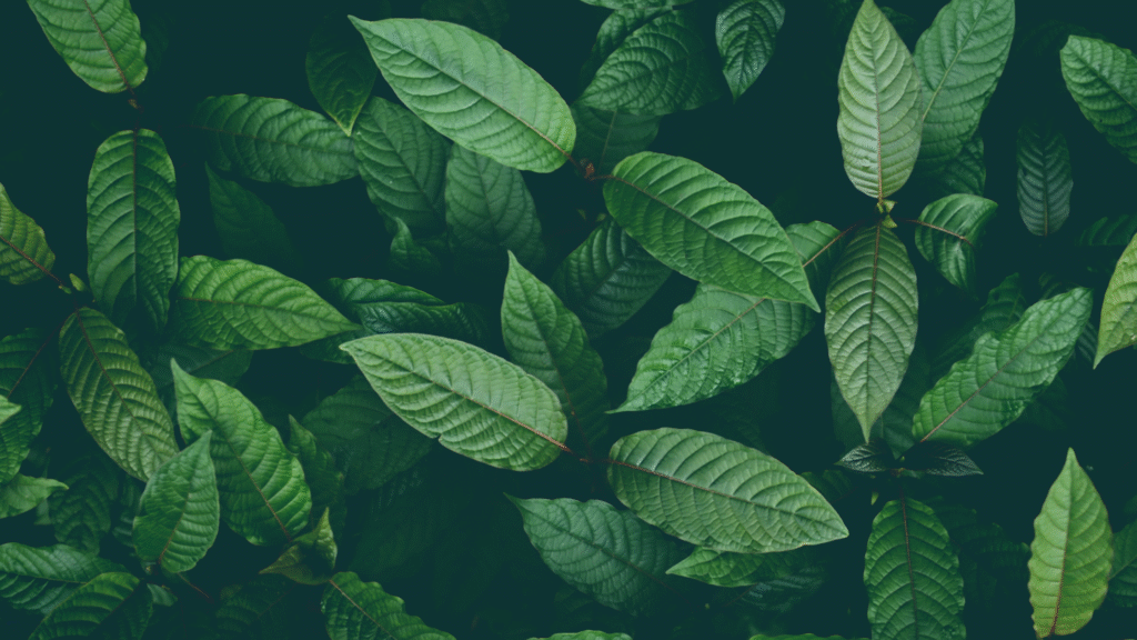 Separating Fact from Fiction: A Look at Kratom Myths and Misconceptions